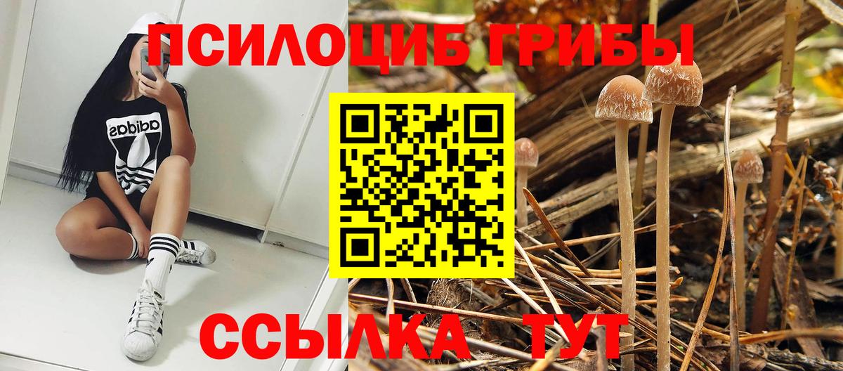 Псилоцибиновые грибы MAGIC MUSHROOMS  Галлюциногенные грибы MAGIC MUSHROOMS  Вход с VPN  Будённовск 